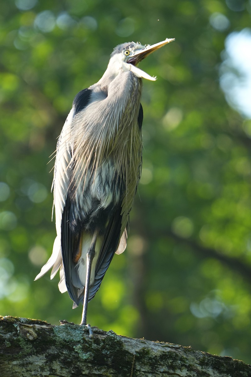 Great Blue Heron - Will Cihula