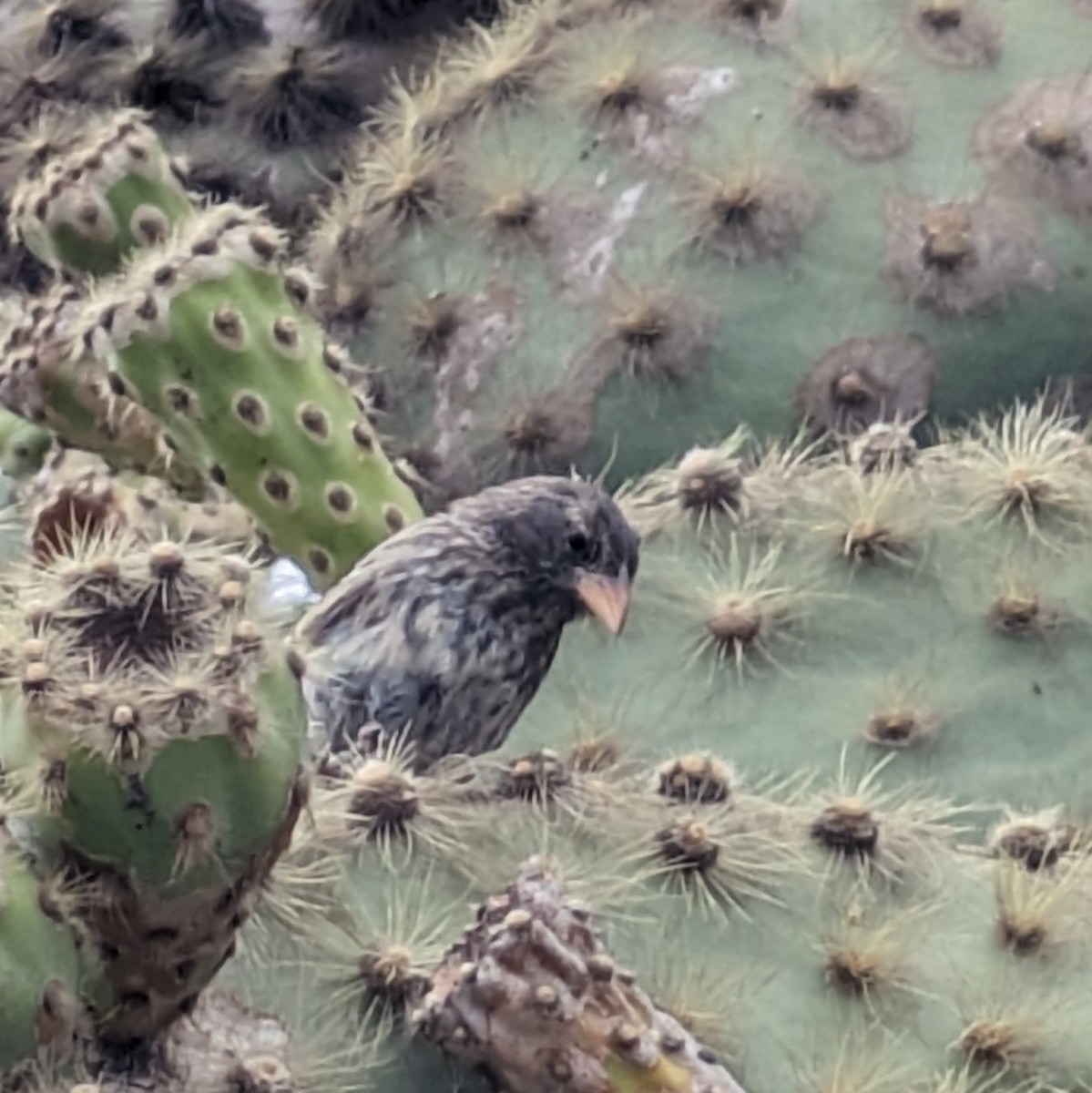 Common Cactus-Finch - ML620703206