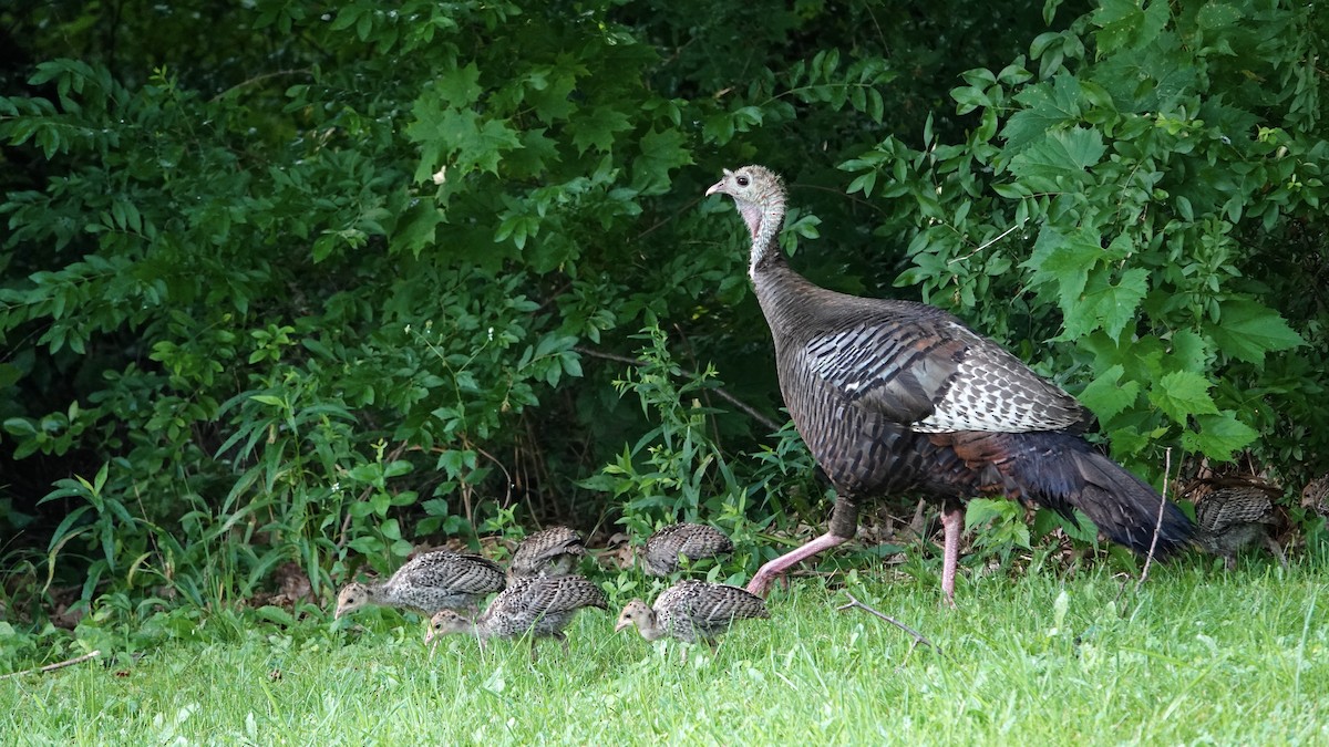 Wild Turkey - ML620703210