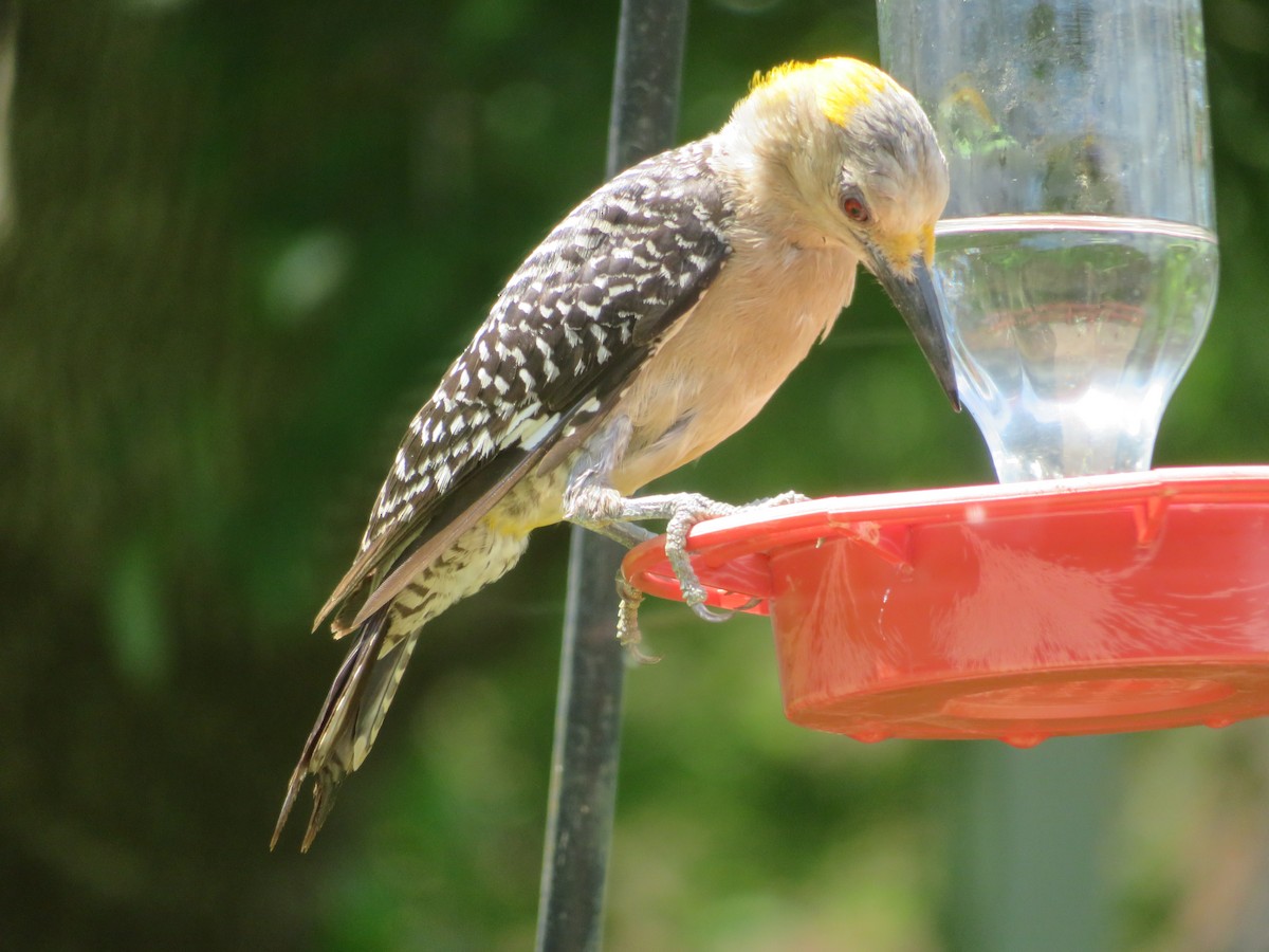 Golden-fronted Woodpecker - ML620703211