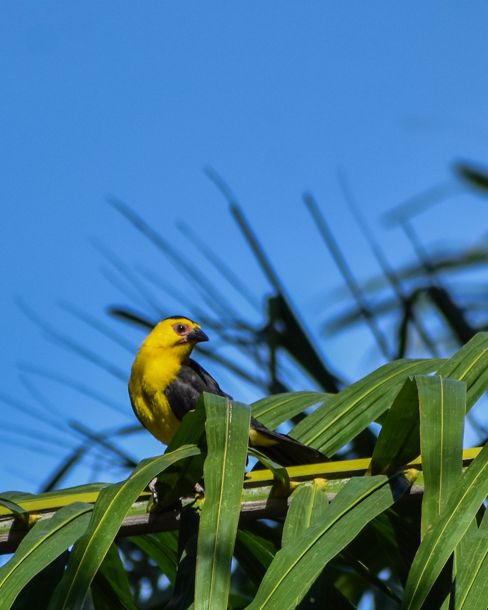 Oriole Blackbird - ML620703212