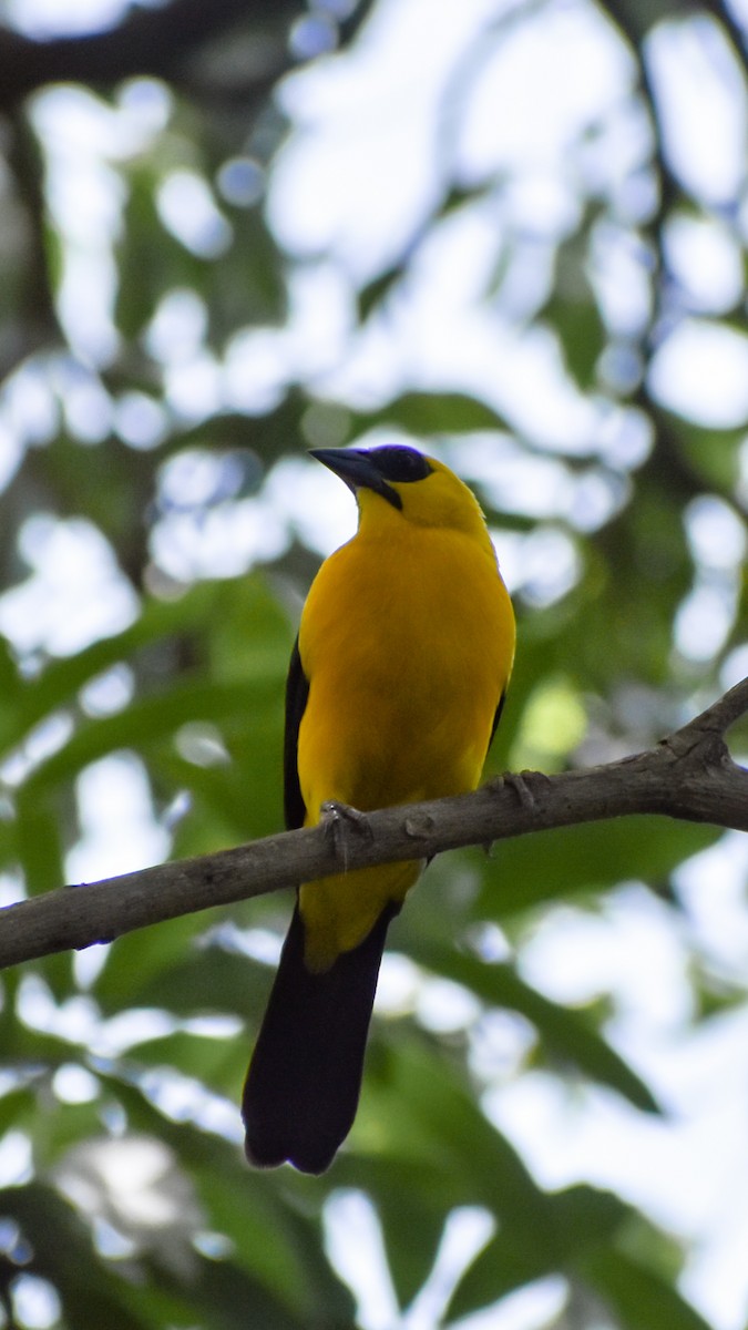 Oriole Blackbird - ML620703214