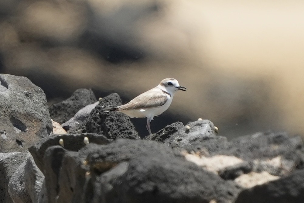 White-faced Plover - ML620703215