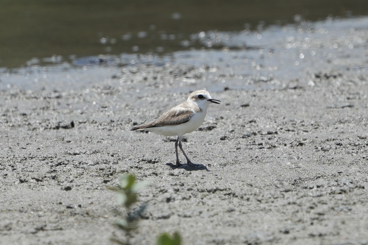 White-faced Plover - ML620703216