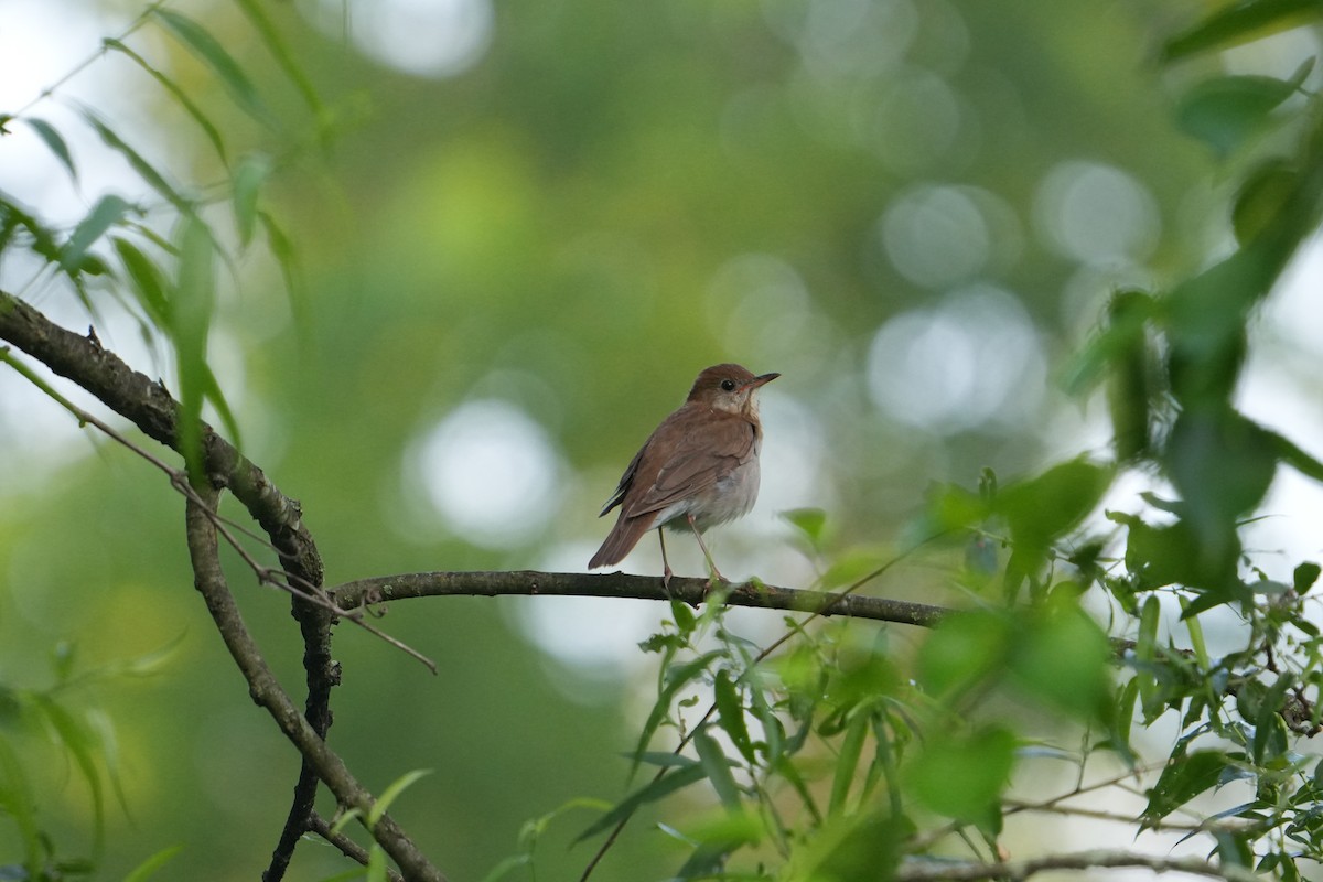 Veery - ML620703219