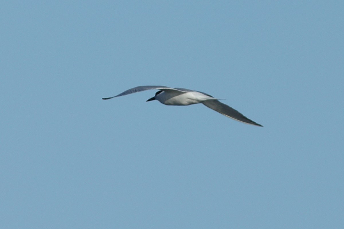 Common Tern - ML620703220