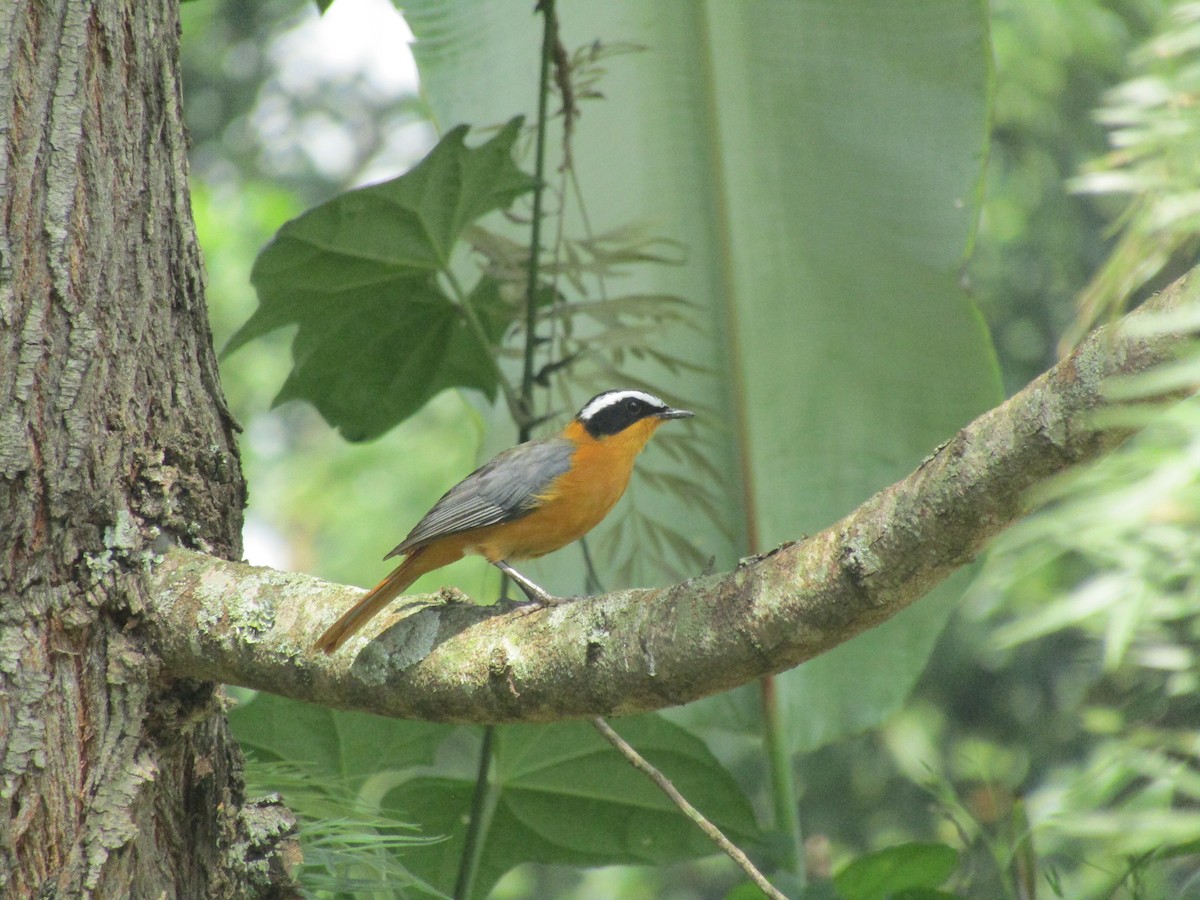 White-browed Robin-Chat - ML620703222