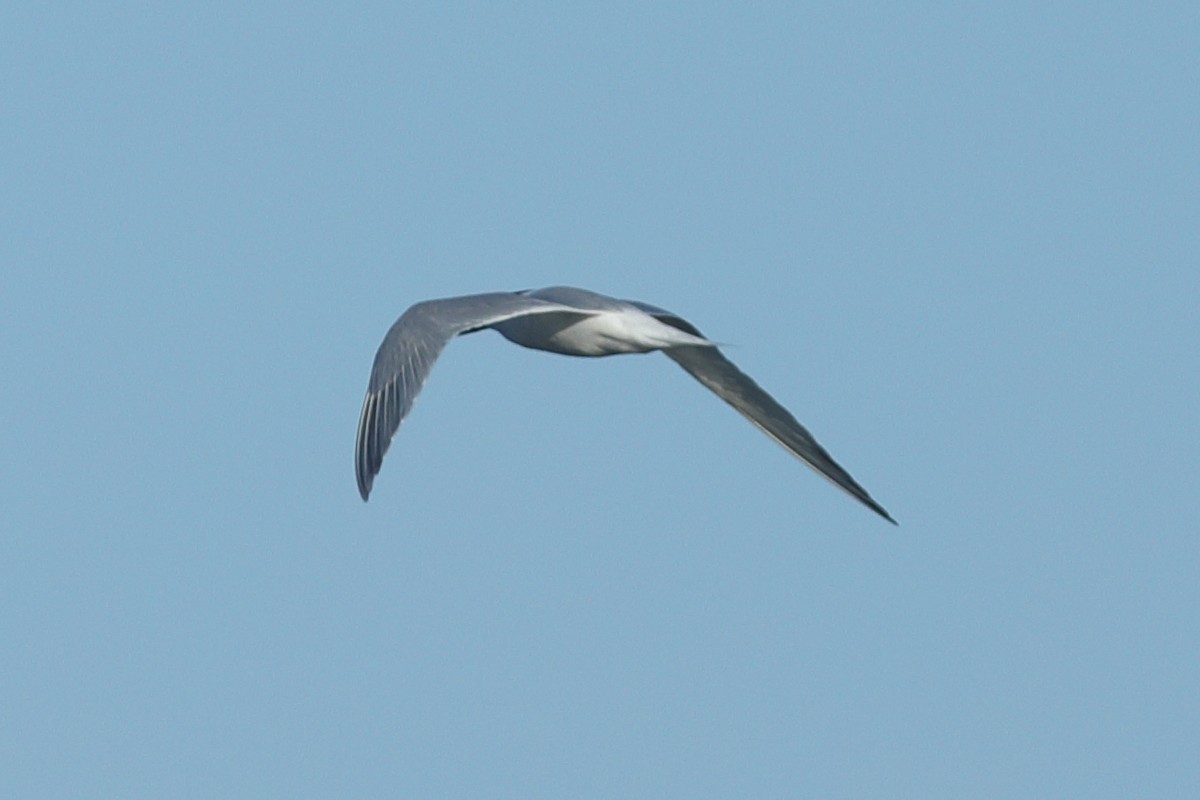 Common Tern - ML620703224