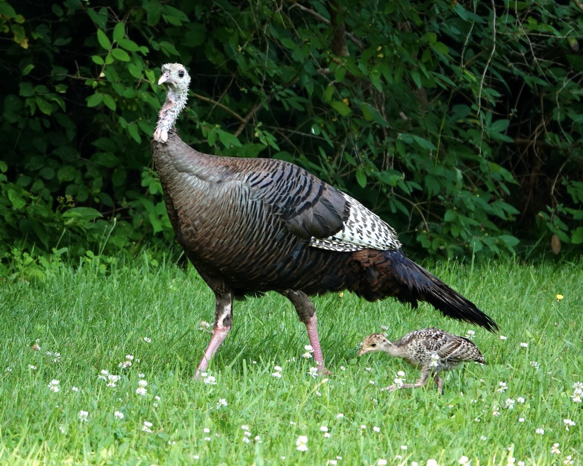 Wild Turkey - ML620703226