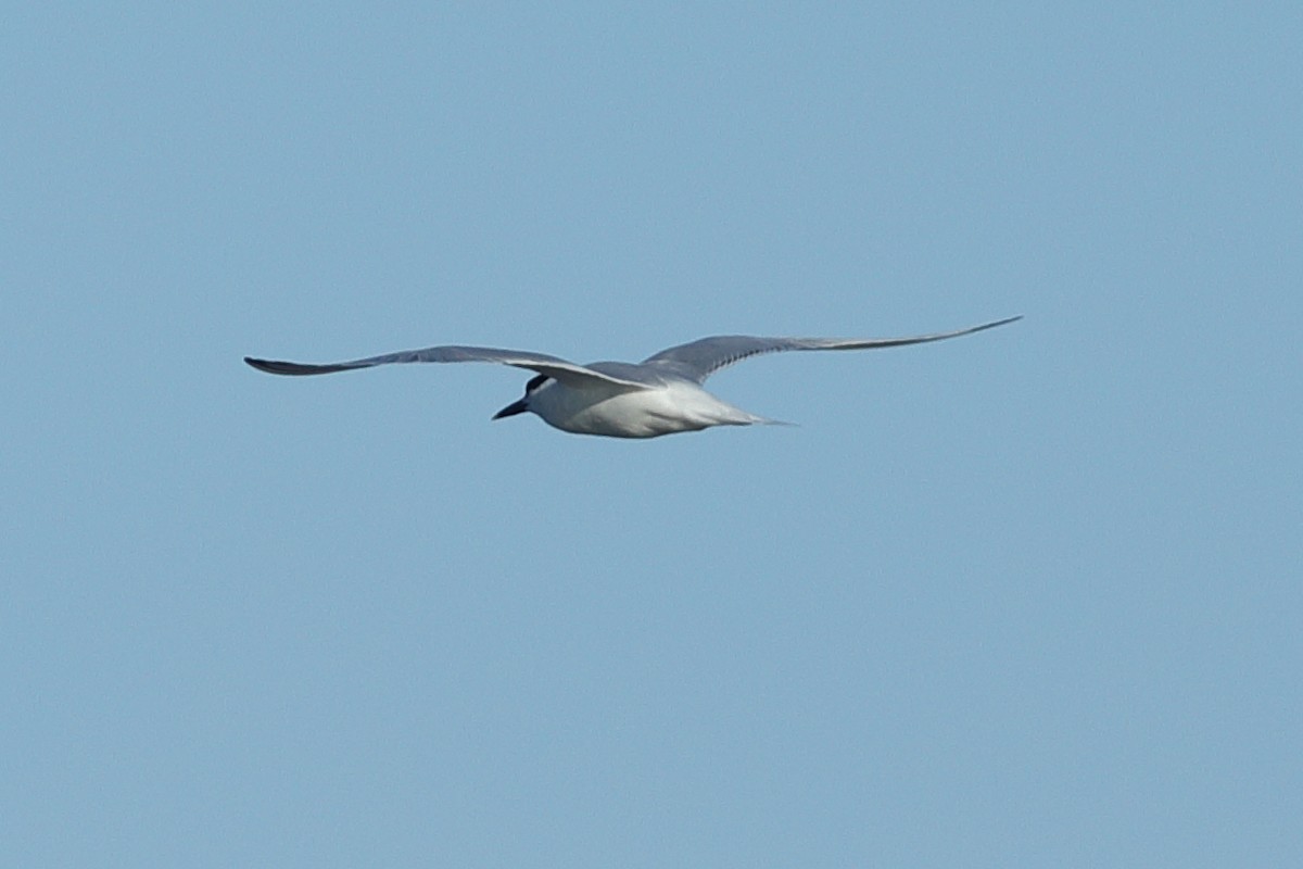 Common Tern - ML620703227