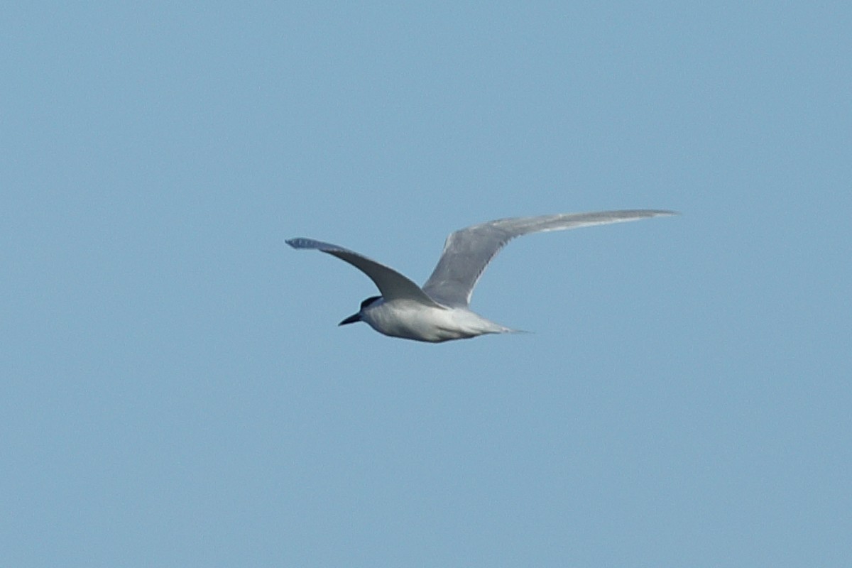 Common Tern - ML620703231