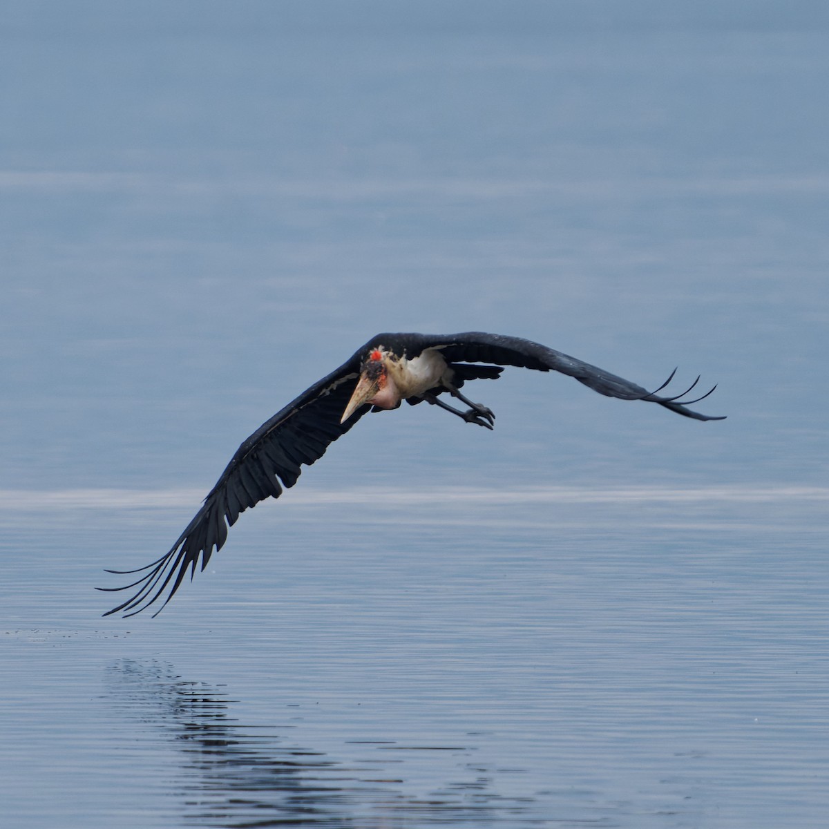 Marabou Stork - ML620703232