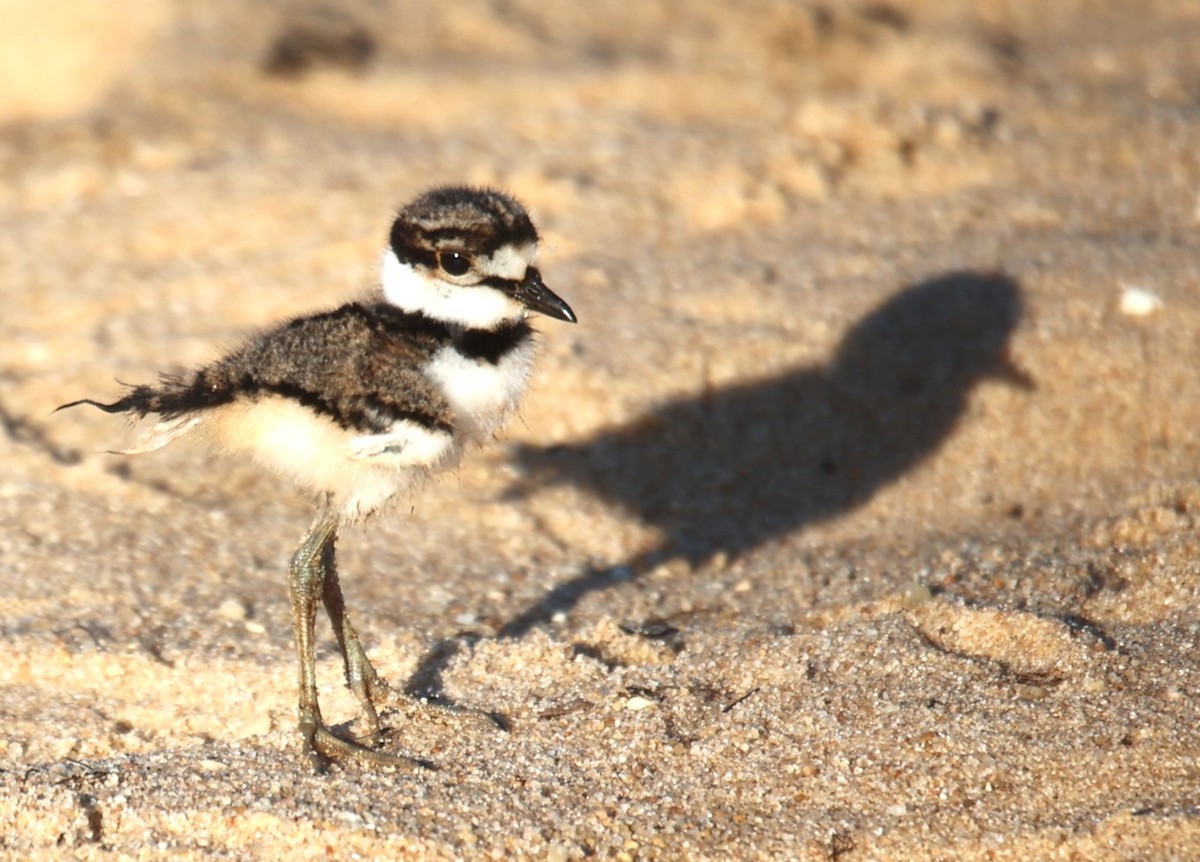 Killdeer - ML620703235