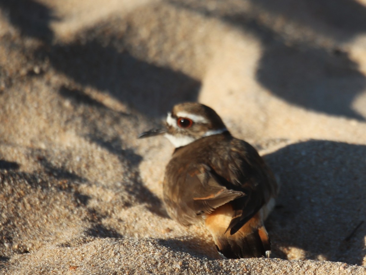 Killdeer - ML620703236