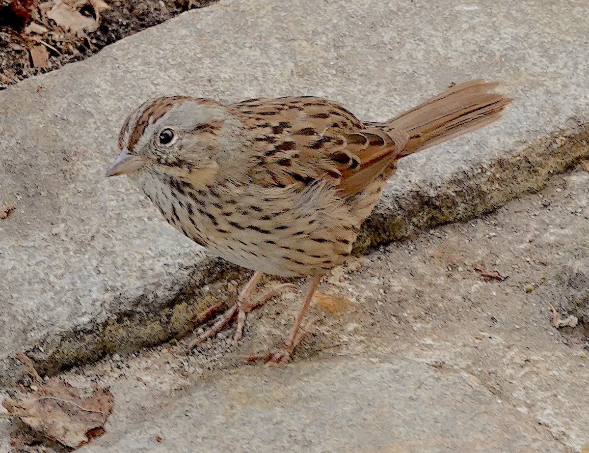 Lincoln's Sparrow - ML620703237