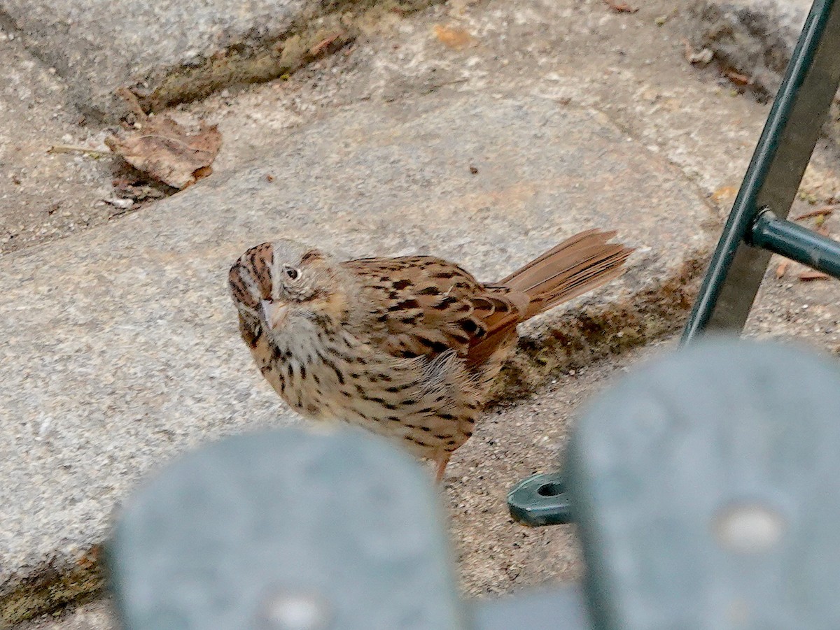 Lincoln's Sparrow - ML620703238