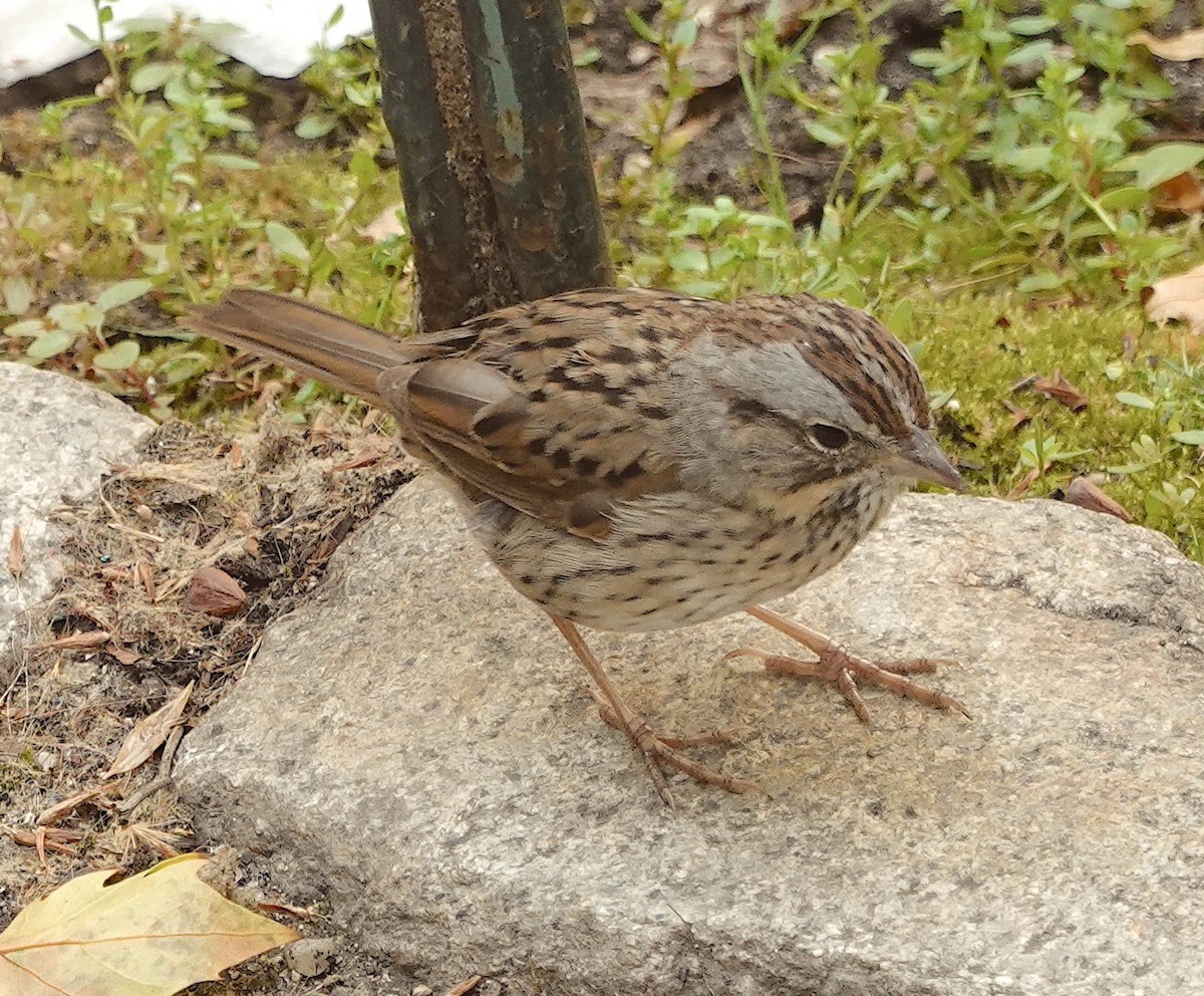 Lincoln's Sparrow - ML620703239