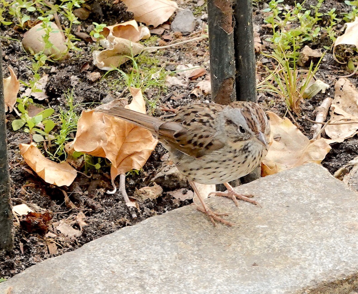 Lincoln's Sparrow - ML620703240