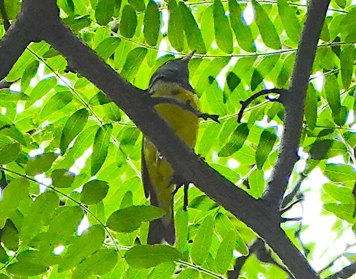 Mourning Warbler - ML620703241