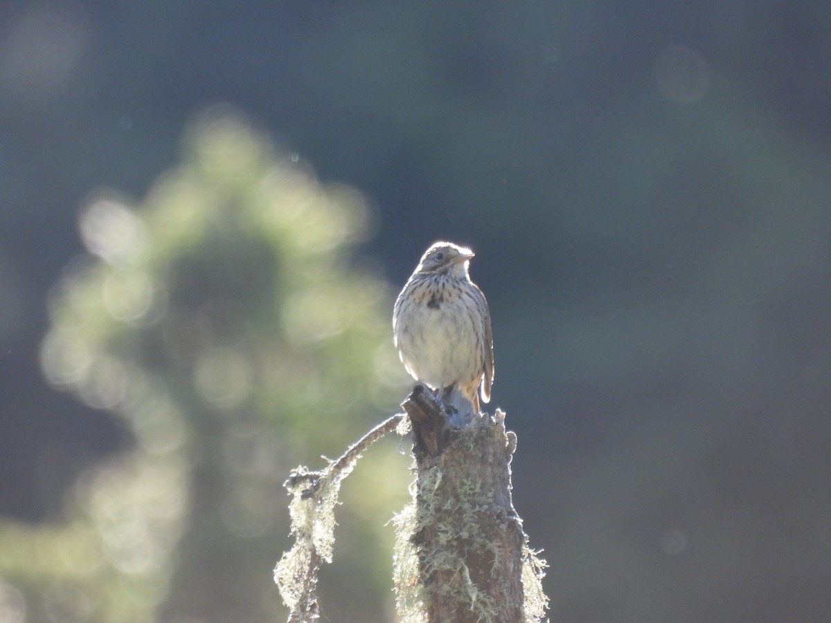 Lincoln's Sparrow - Lara Fitzpatrick