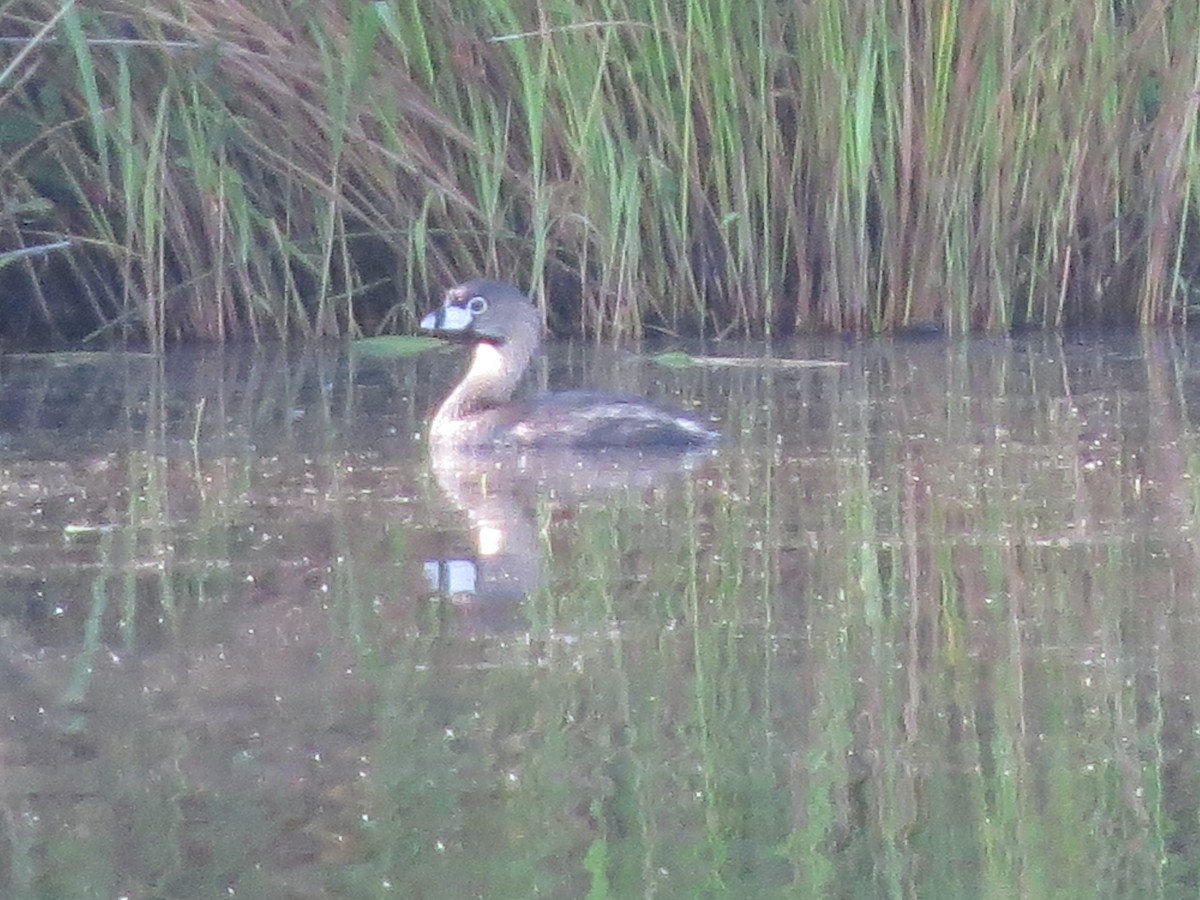 Pied-billed Grebe - ML620703247