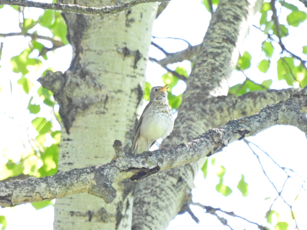 Swainson's Thrush - ML620703249