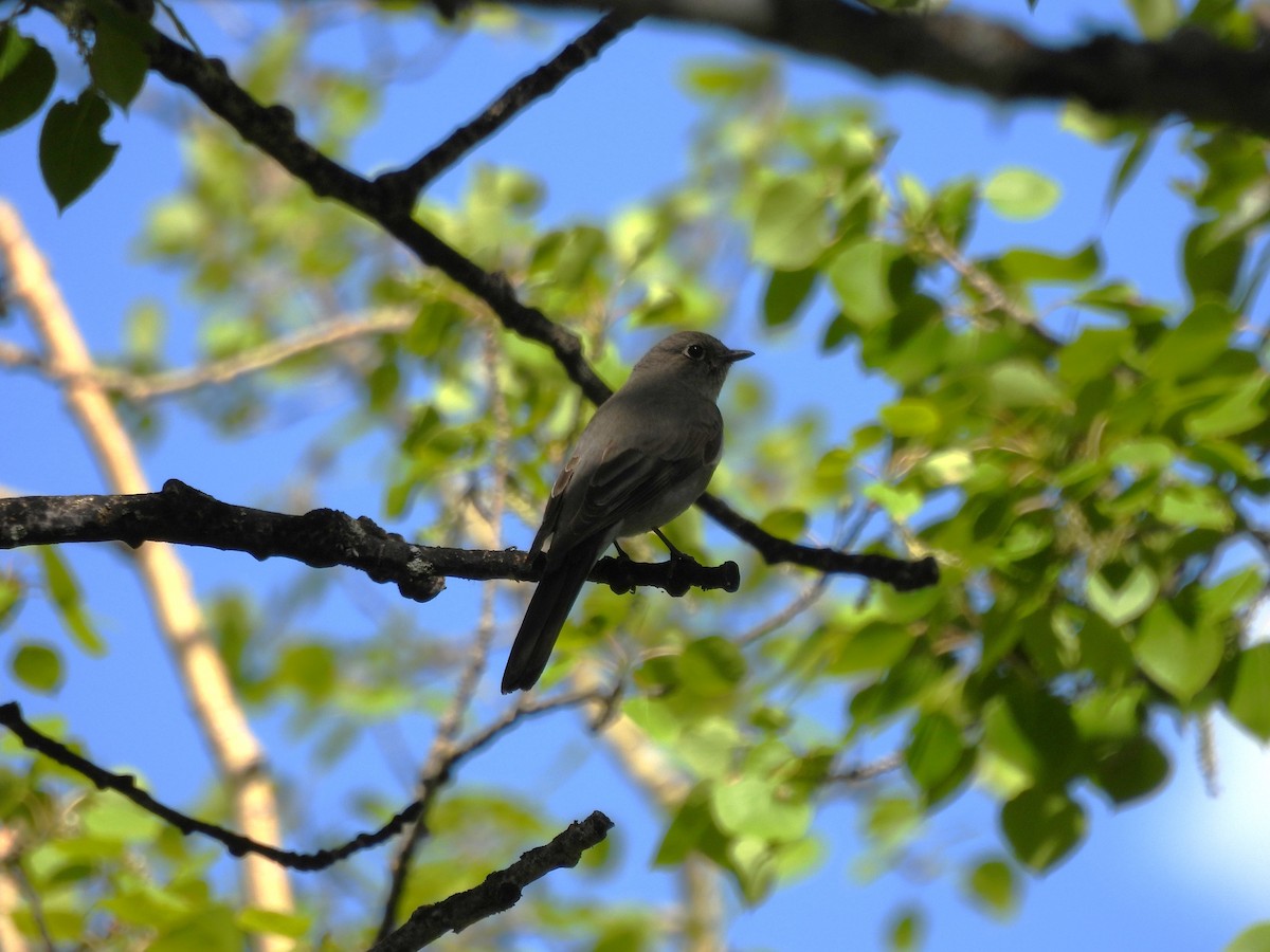 Townsend's Solitaire - ML620703255