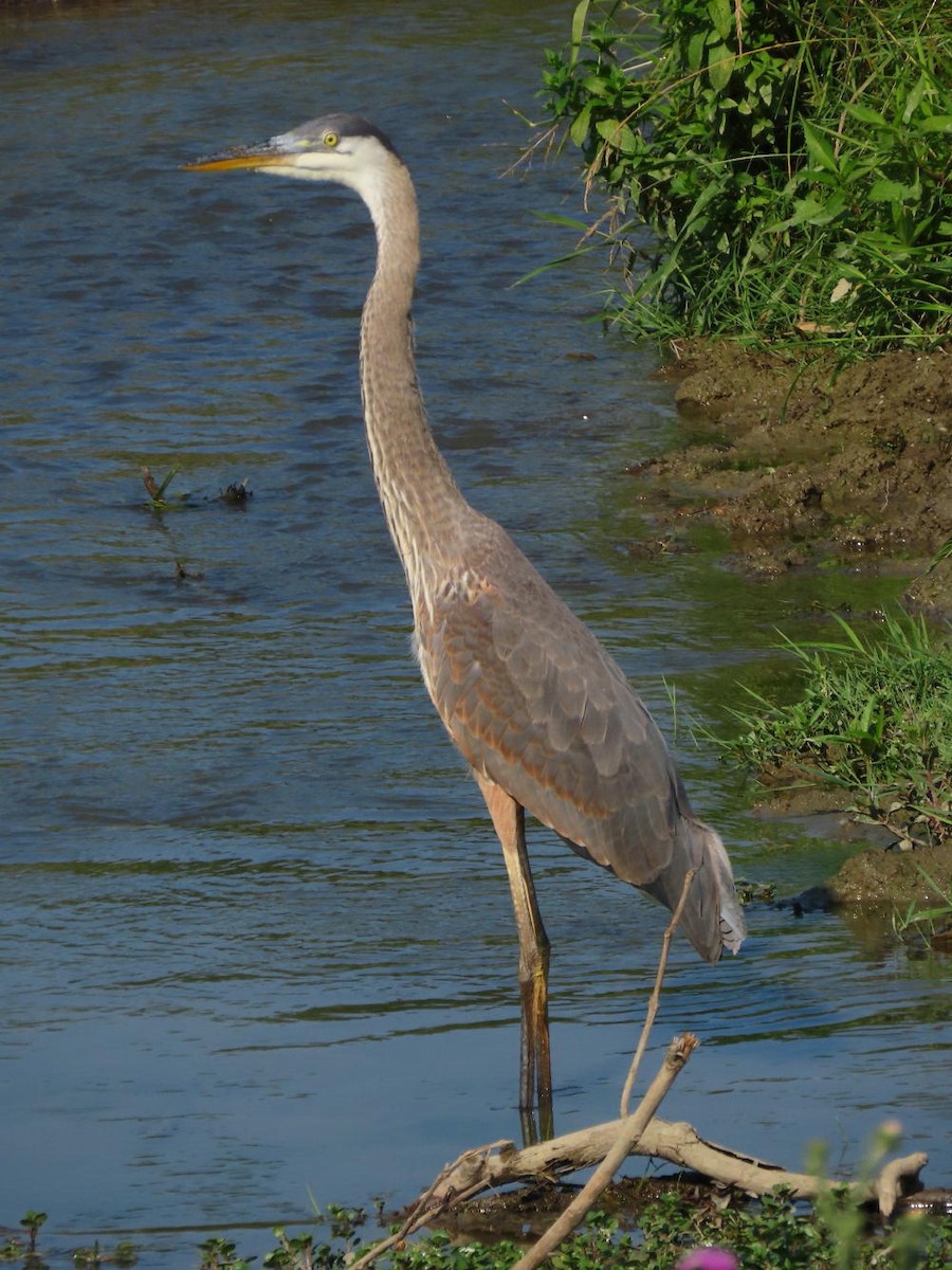 Great Blue Heron - ML620703257