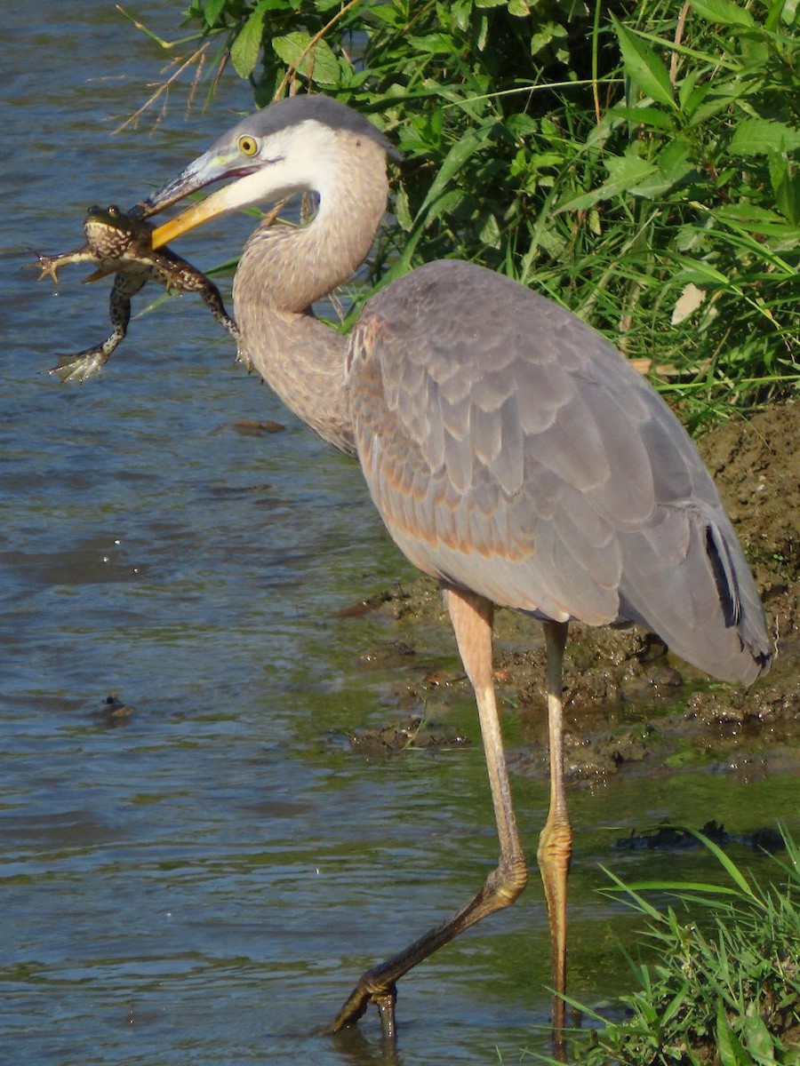 Great Blue Heron - ML620703258