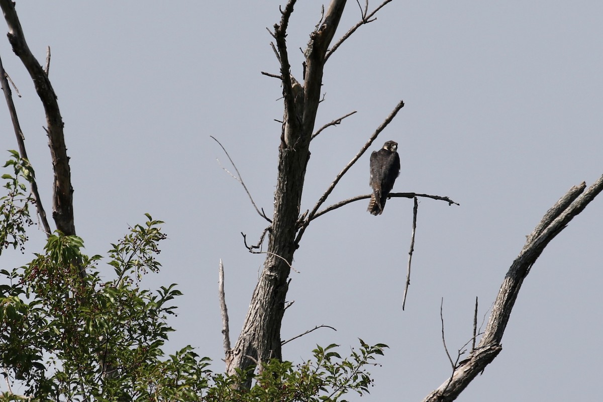 Peregrine Falcon - ML620703260