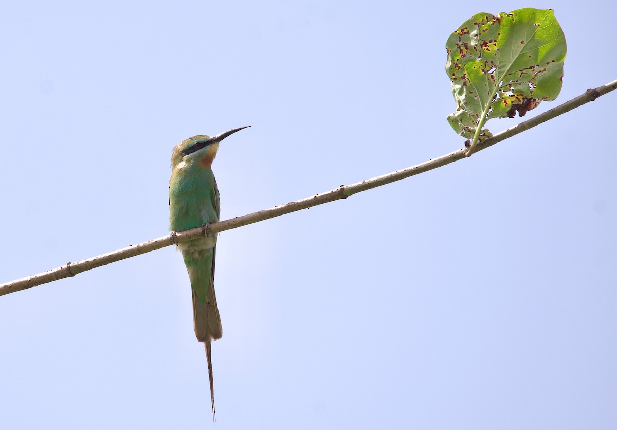 Blue-cheeked Bee-eater - ML620703264