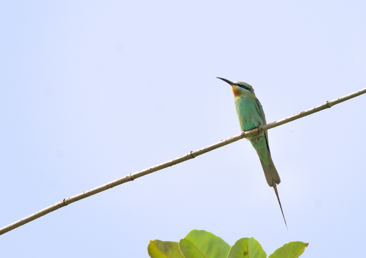 Blue-cheeked Bee-eater - ML620703265