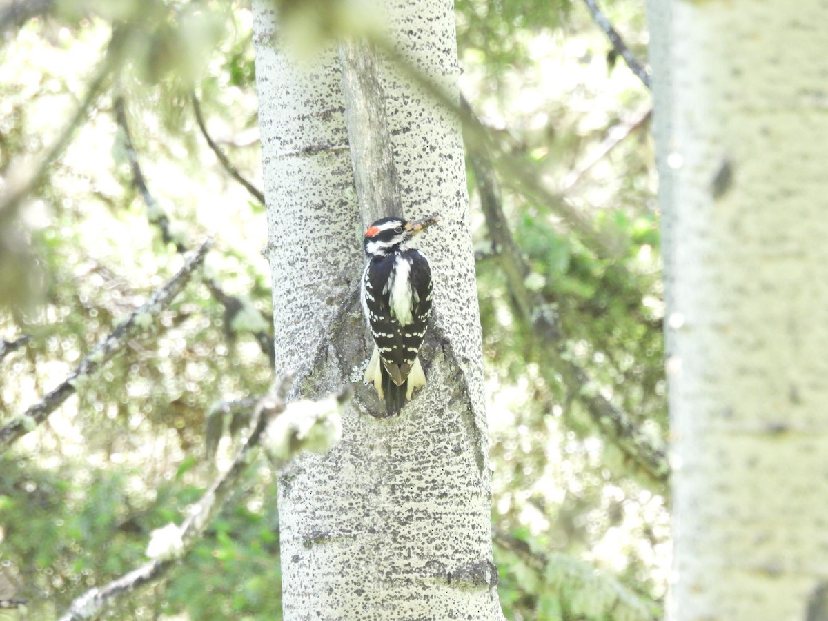 Hairy Woodpecker - ML620703266