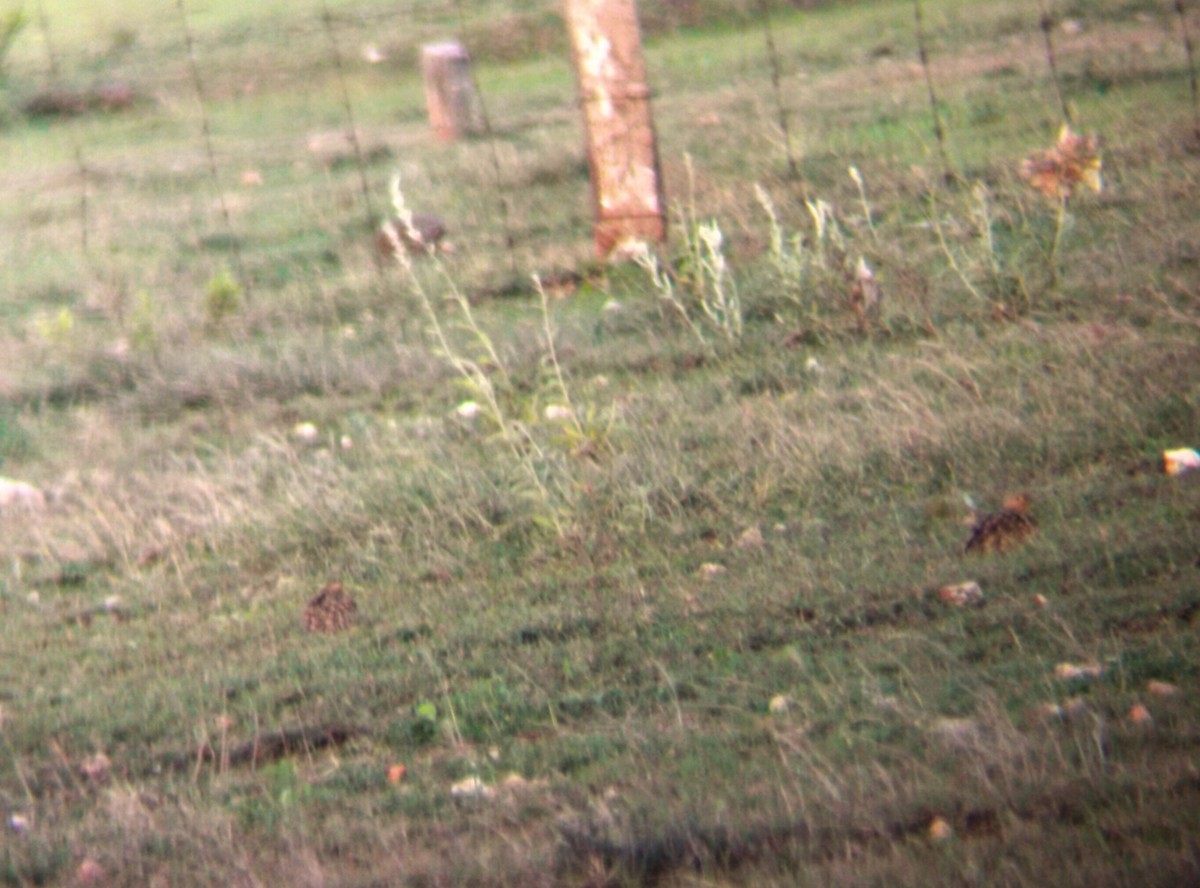 Chestnut-bellied Sandgrouse - ML620703267