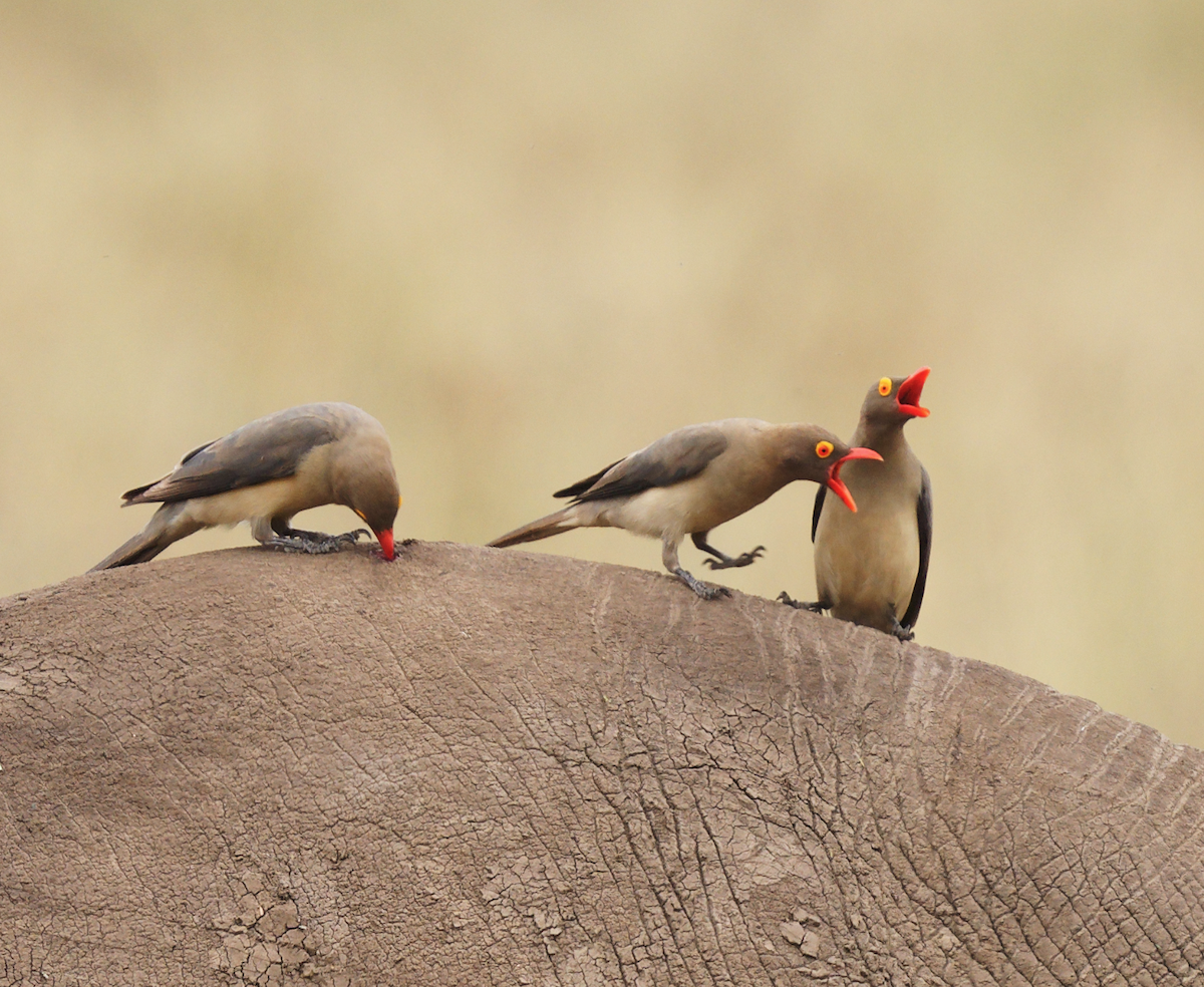 Red-billed Oxpecker - ML620703269