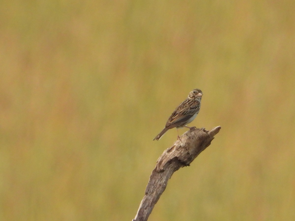 Vesper Sparrow - ML620703270