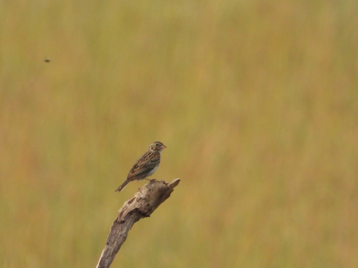 Vesper Sparrow - ML620703271