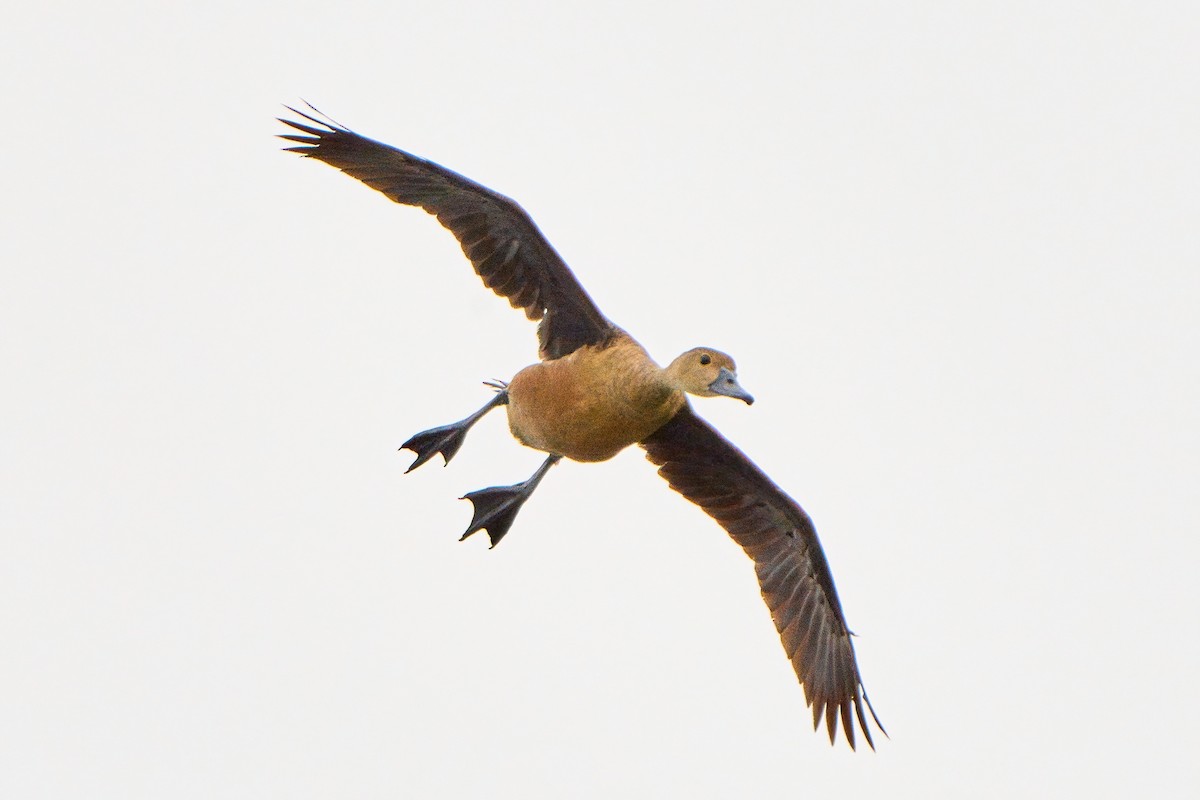 Lesser Whistling-Duck - ML620703272