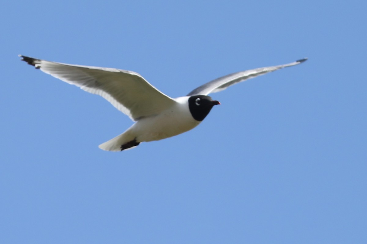 Franklin's Gull - ML620703273