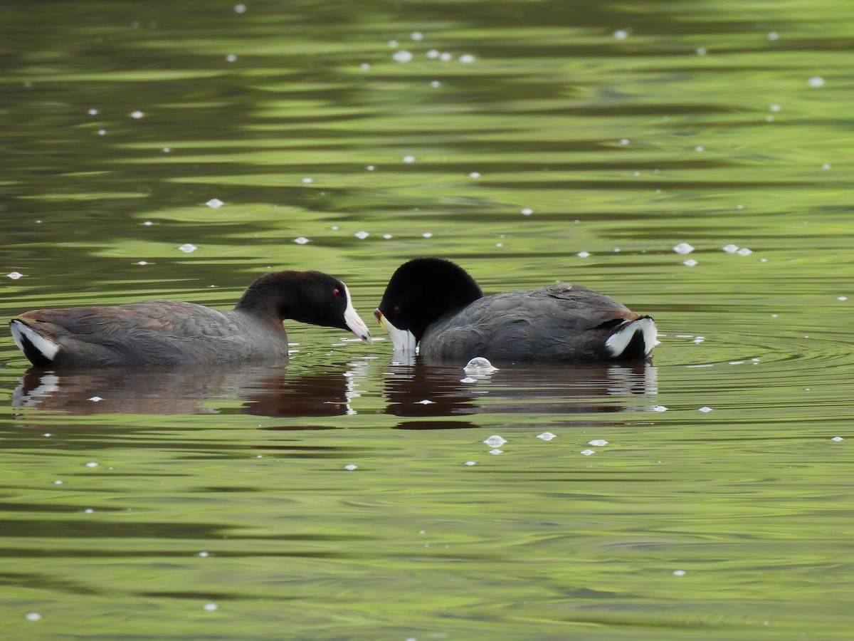 American Coot - ML620703274