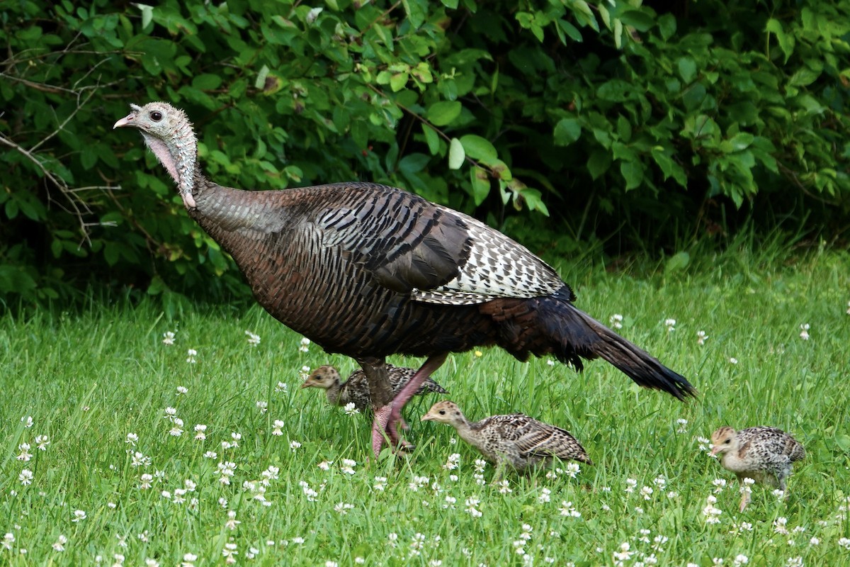 Wild Turkey - ML620703275