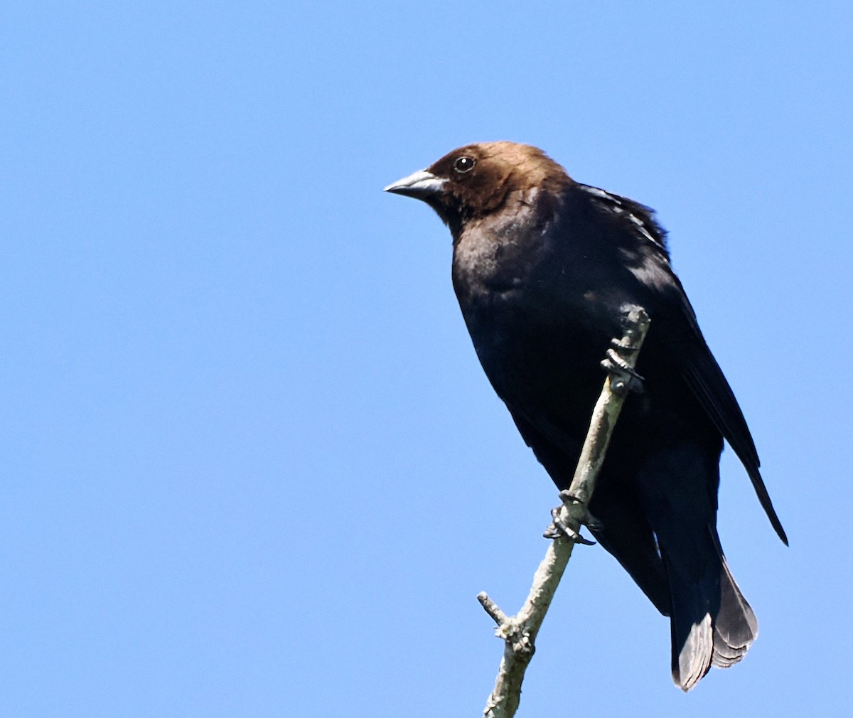 Brown-headed Cowbird - D/P    Sanford