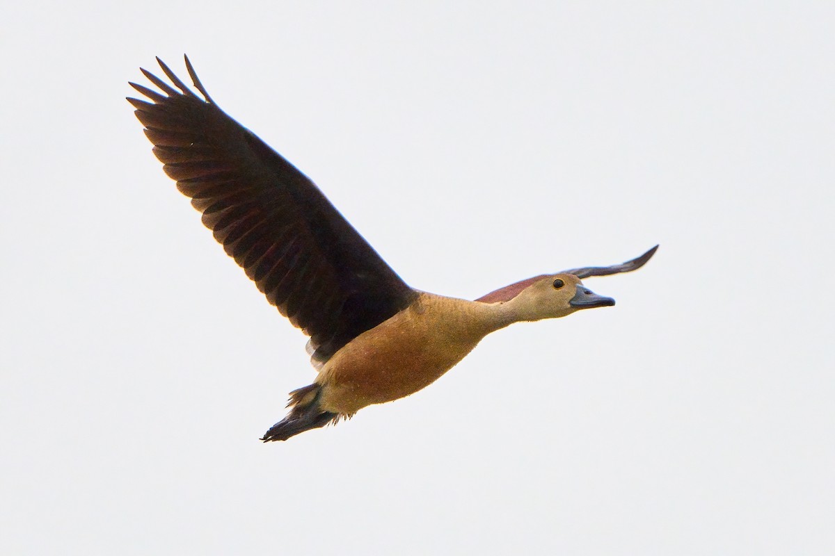 Lesser Whistling-Duck - ML620703277