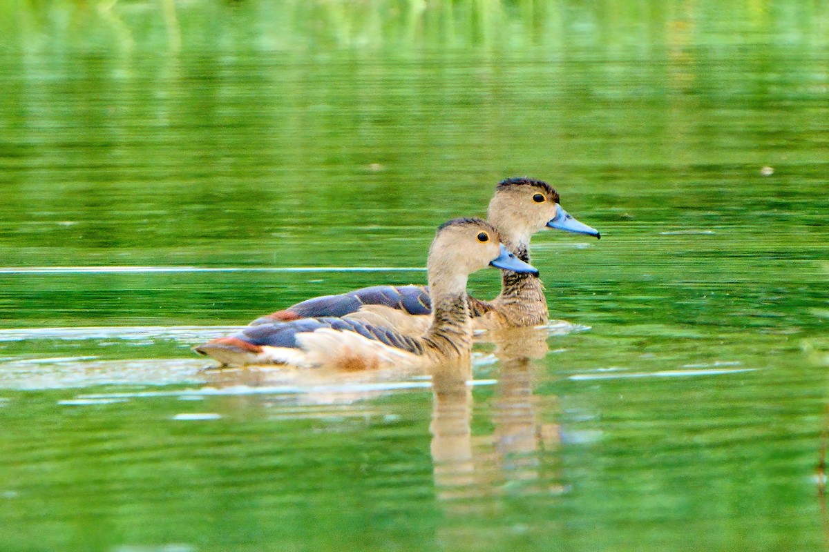 Dendrocygne siffleur - ML620703280