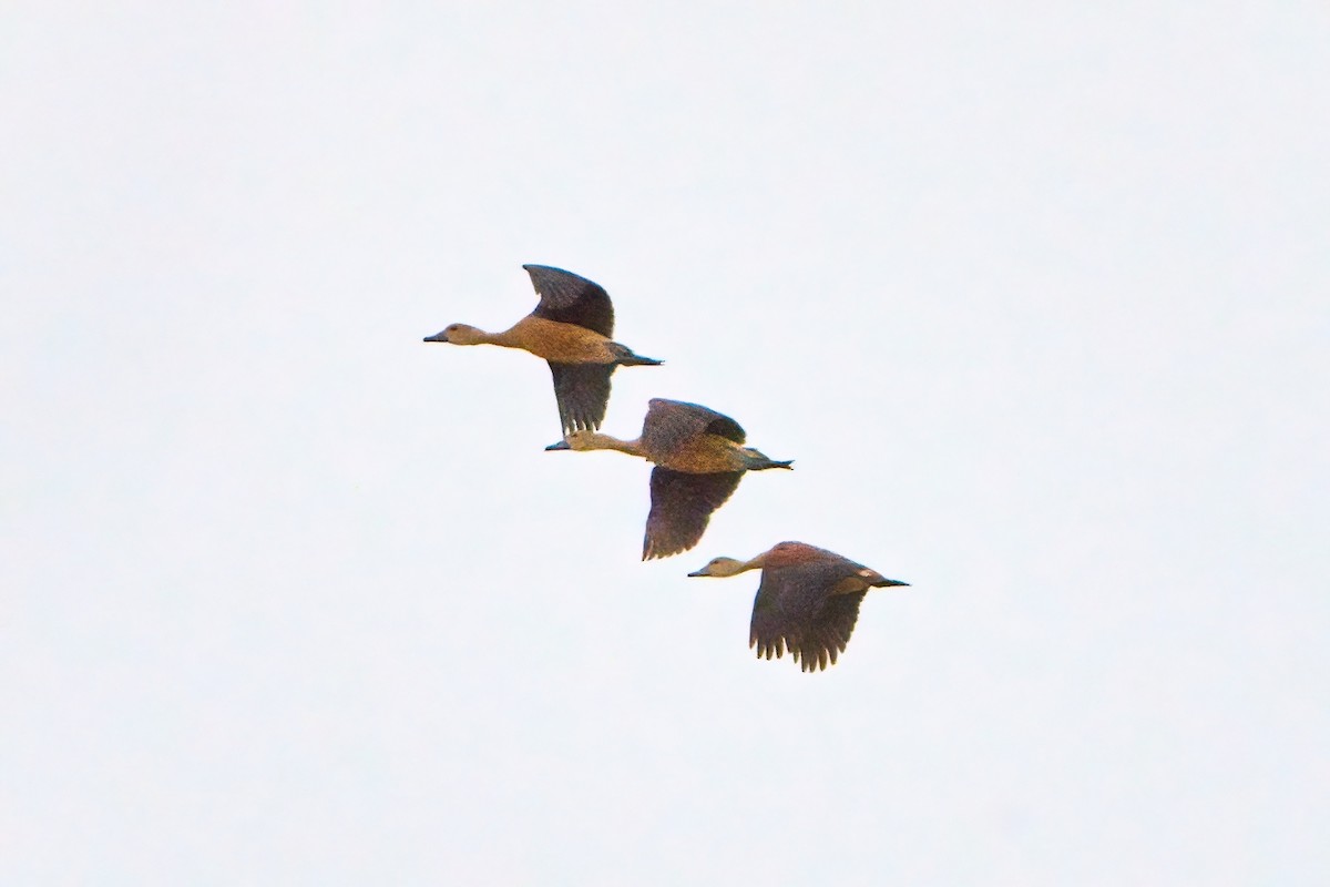 Lesser Whistling-Duck - ML620703282