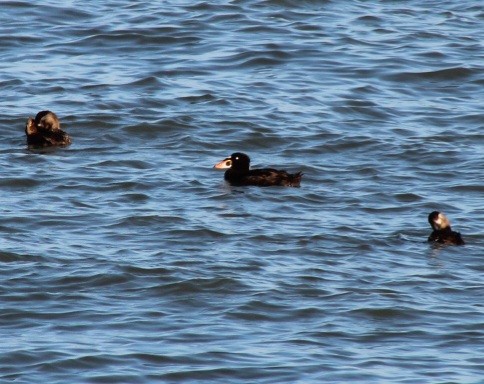 Surf Scoter - ML620703283