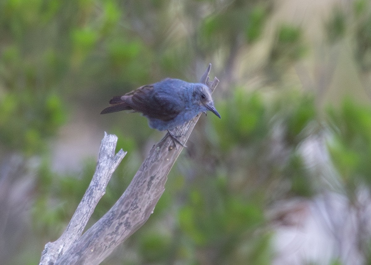 Blue Rock-Thrush - ML620703284