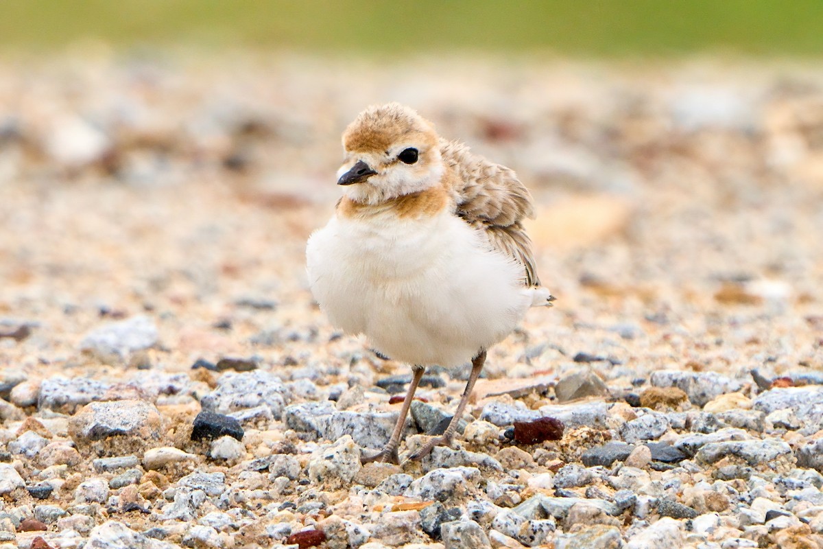 Malaysian Plover - ML620703285