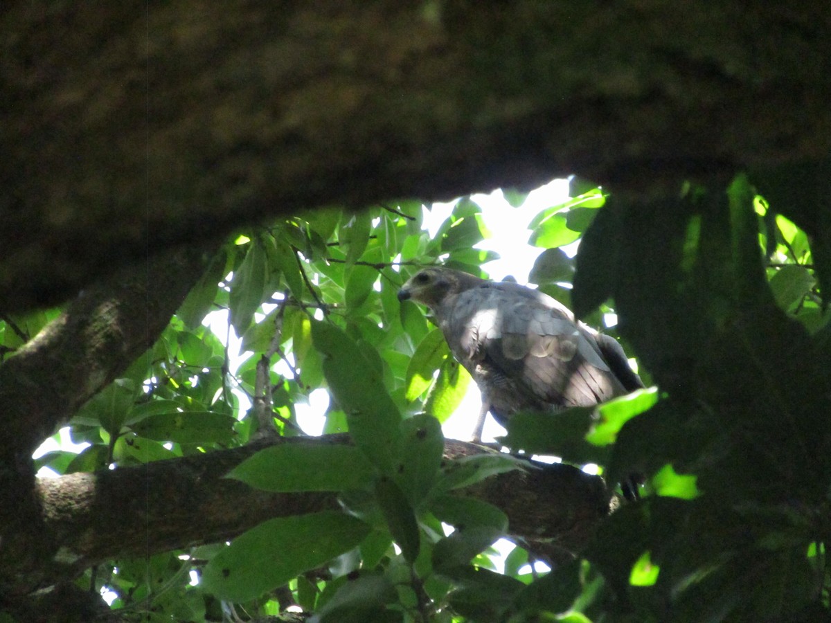 African Harrier-Hawk - ML620703288