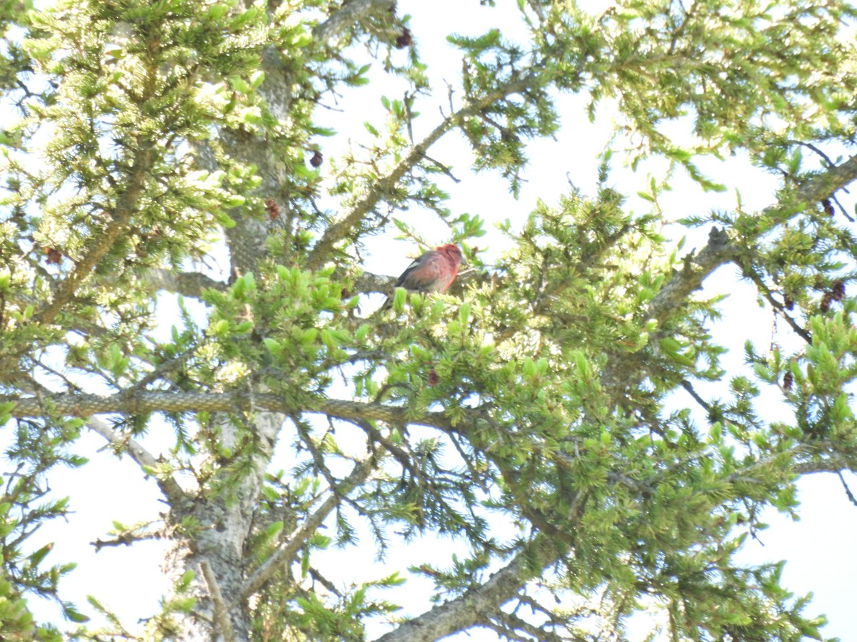 White-winged Crossbill - ML620703290